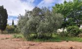 Vente Terrain Clermont-l'herault 34800