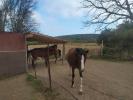 Vente Domaine agricole Caux 34720
