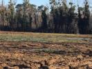 Vente Terrain Belin-beliet 33830 313 m2