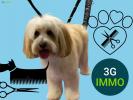 Vente Commerce Chatillon-sur-chalaronne 01400 45 m2