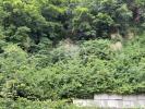 Vente Terrain Nice RIMIEZ 06100 637 m2