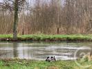 Vente Terrain Montreuil 62170 16000 m2