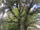 Vente Terrain Levignac 31530