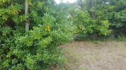 Vente Terrain Richardais 35780 919 m2