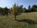 Vente Terrain Abzac 33230 410 m2