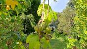 Vente Terrain Essarts-le-roi 78690 652 m2