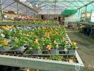 Vente Commerce Vic-en-bigorre 65500 2 pieces 3000 m2