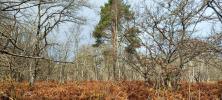 Vente Domaine forestier Loye-sur-arnon 18170 32767 m2