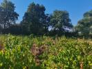 Vente Terrain Sainte-cecile-les-vignes 84290 591 m2