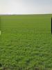 Vente Terrain Andilly 17230 312 m2