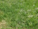 Vente Terrain Saint-remy-en-mauges  49110 1535 m2