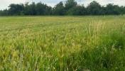 Vente Terrain Chatuzange-le-goubet PIZANCON 26300