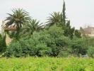 Vente Maison Saleilles au milieu des vignes 66280 10 pieces 500 m2