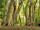 Vente Domaine forestier Corme-royal  17600 6381 m2