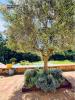 Vente Maison Saint-cyr-sur-mer  83270 8 pieces 272 m2