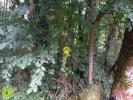Vente Terrain Pierrefort  15230 32767 m2