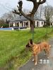 Location Maison Suce-sur-erdre 44240 200 m2