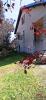 Vente Maison Culmont 52600 5 pieces 96 m2