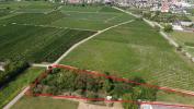 Vente Terrain Bergheim 68750