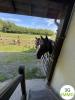 Vente Maison Authieux-sur-calonne 14130 2 pieces 40 m2