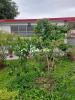 Location Appartement Abymes  97142 2 pieces 60 m2