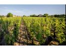 Vente Terrain Saint-sulpice-de-faleyrens  33330 32767 m2