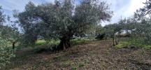 Vente Terrain Fontes  34320 26000 m2