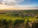 Vente Terrain Avize  51190 542 m2