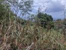 Vente Terrain Carbet  97221 1853 m2