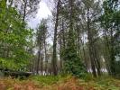 Vente Domaine forestier Saint-julien-en-born  40170 32767 m2