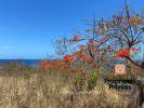 Vente Terrain Bouillante  97125 2080 m2