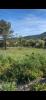 Vente Terrain Beausset  83330 800 m2