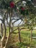 Vente Appartement Arcangues  64200 4 pieces 60 m2