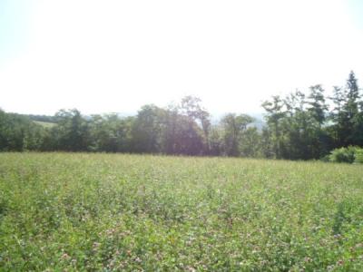 photo For sale Land NAVES 19