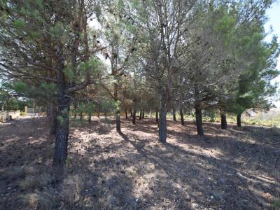 For sale Land PARAZA  11