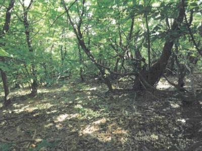 photo For sale Land ROSIS 34