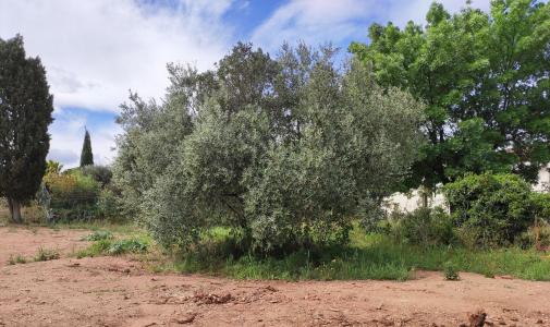 photo For sale Land CLERMONT-L'HERAULT 34