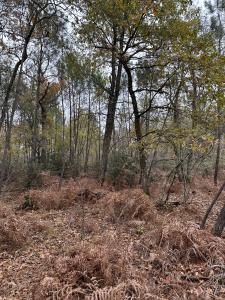 photo For sale Land SAINT-GERMAIN-D'ESTEUIL 33