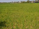 For sale Land Verrie  49400