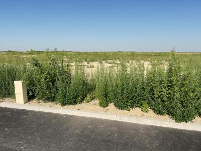 Vente Terrain GUEUX 51390
