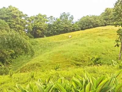 photo For sale Land GROS-MORNE 972