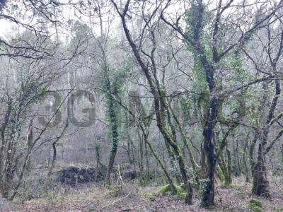 photo For sale Land CALLAS 83