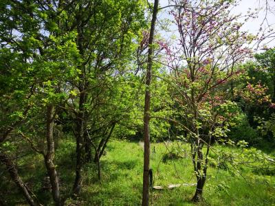 For sale Land SAINT-GELY-DU-FESC  34