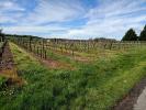 For sale Land Saint-ciers-du-taillon 17240