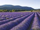 Apartment SAINT-REMY-DE-PROVENCE 