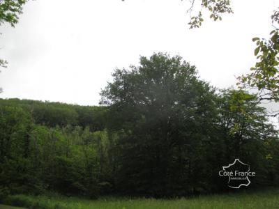 photo For sale Forested aera SAINTE-FOY-DE-BELVES 24