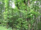 Forested aera SAINTE-FOY-DE-BELVES 