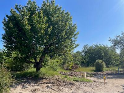 Vente Terrain SAINT-JEAN-DE-BRAYE 45800