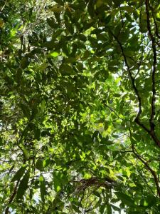 photo For sale Land ROURA 973