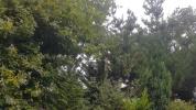 Annonce Vente Terrain Richardais